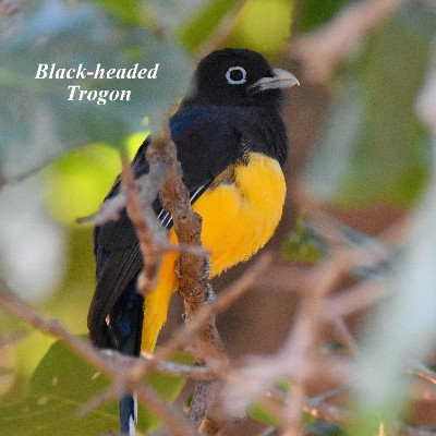 Black-headed Trogon